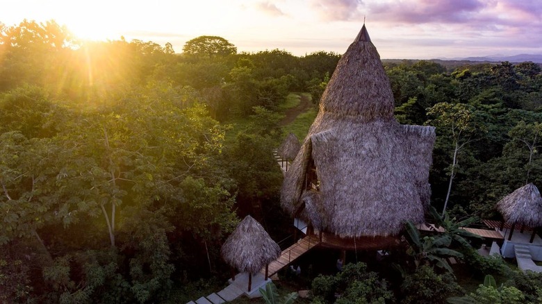 massive treehouse in the sun