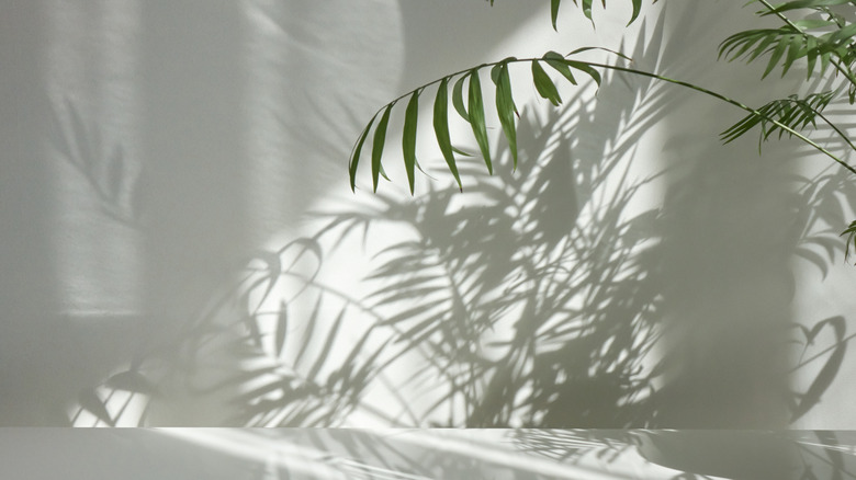 shadows on wall from branches