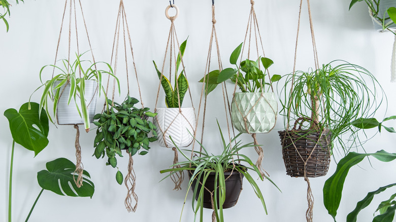 plants hanging against white wall