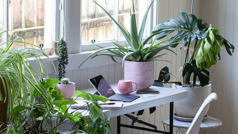 home office with potted houseplants 