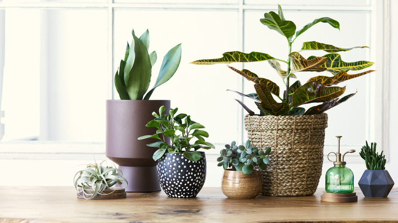 30 Unique Ways To Decorate Your Home With Plants