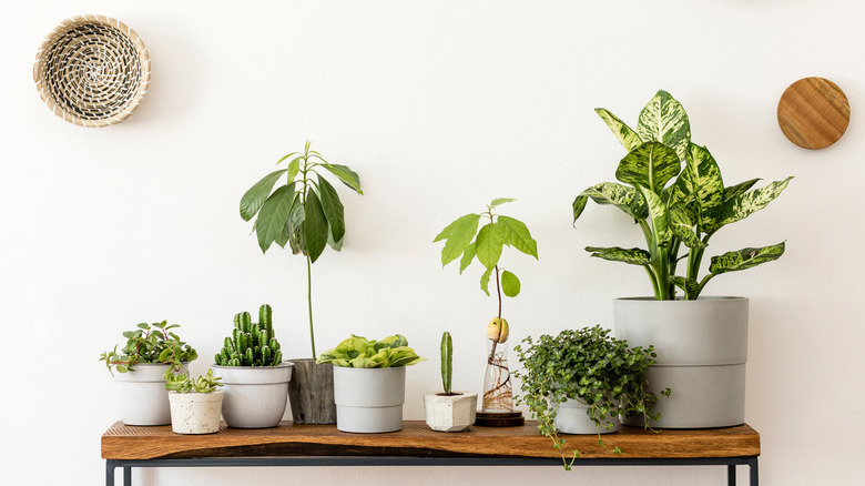 plants in modern interior