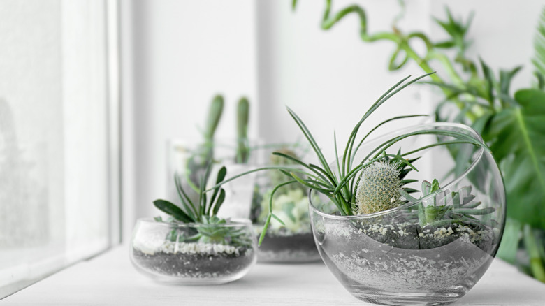 succulents in glass terrarium