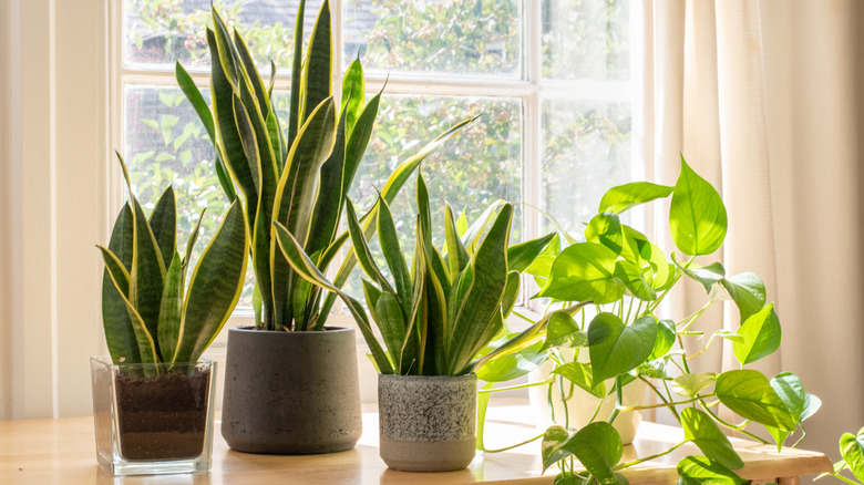 Potted snake plants beside window