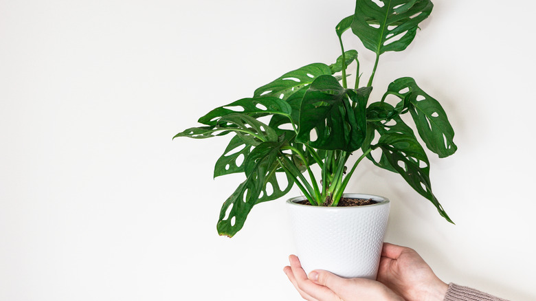 Adanson's monstera being held up