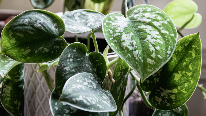 Argyraeus Scindapsus close up foliage