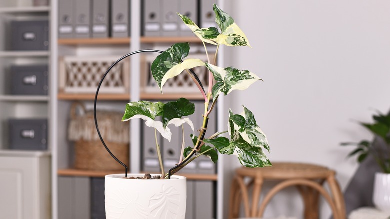 arrowhead vine with plant frame