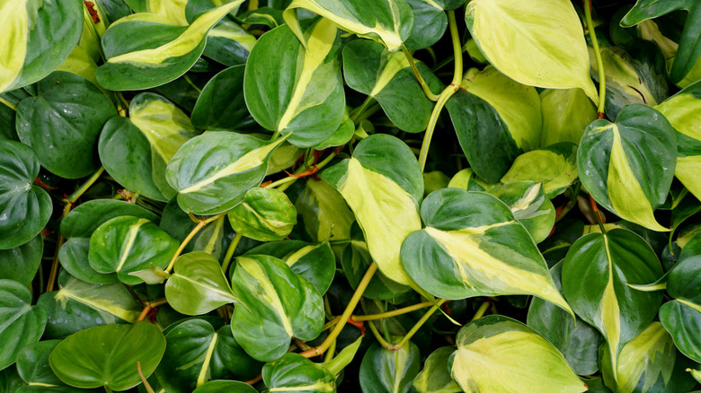 Brasil philodendron close up leaves