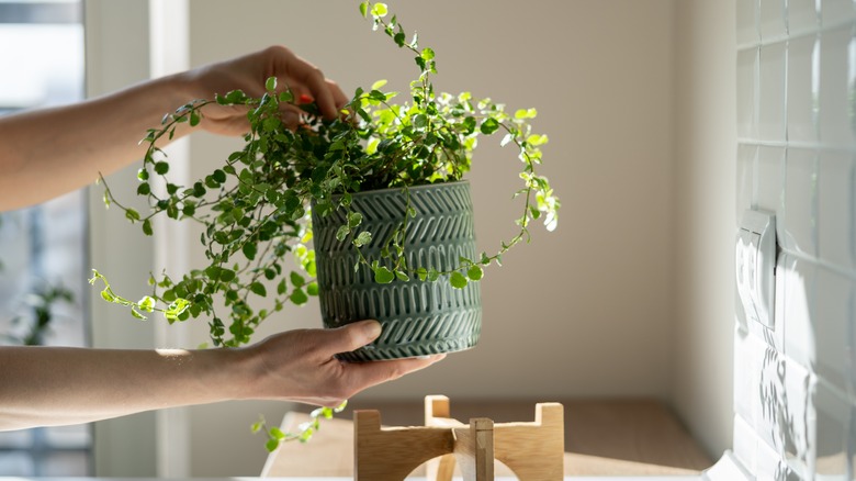 creeping fig in window sun