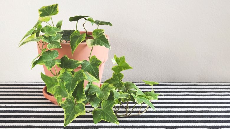 English ivy in clay pot