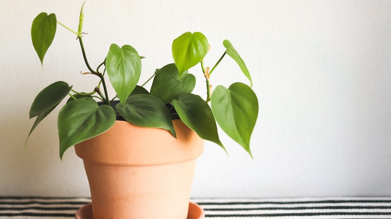 heartleaf philodendron in small container