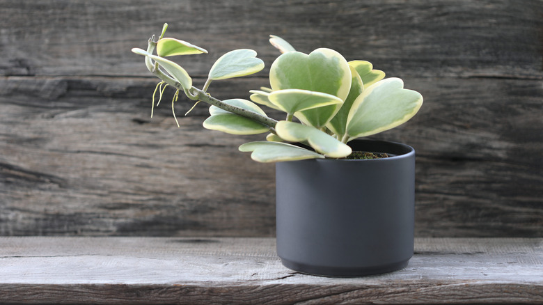 Hoya heart plant in black container