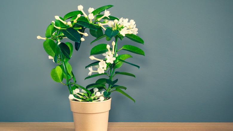 Madagascar jasmine in arch shape