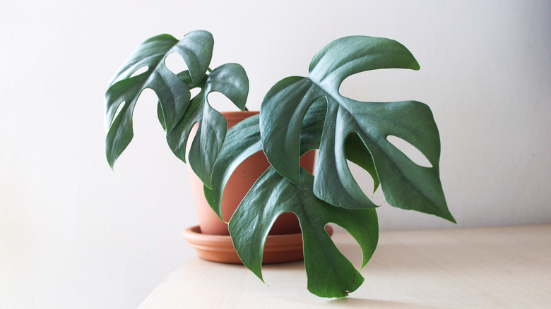 mini monstera in terracotta pot