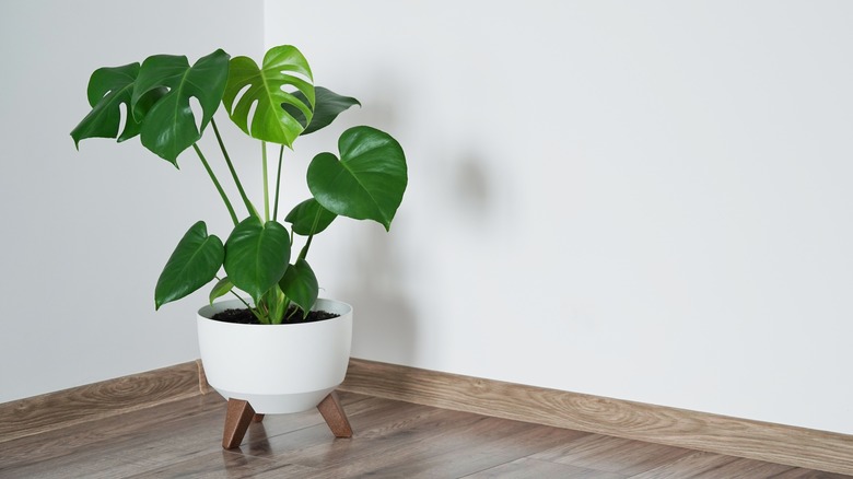 Monstera in large white pot