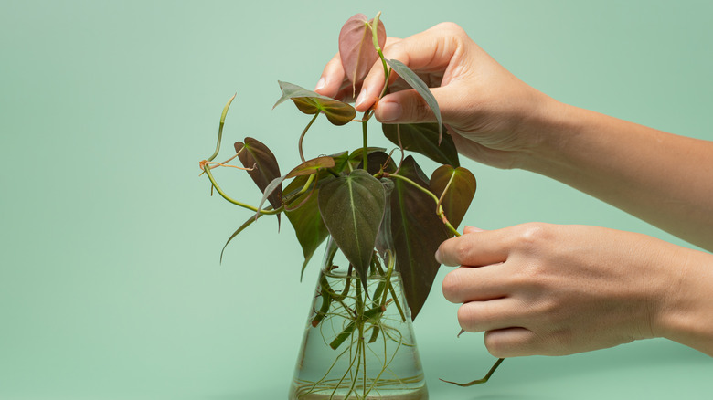 Philodendron micans with helping hands