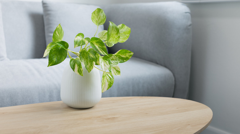 pothos plant on coffee table