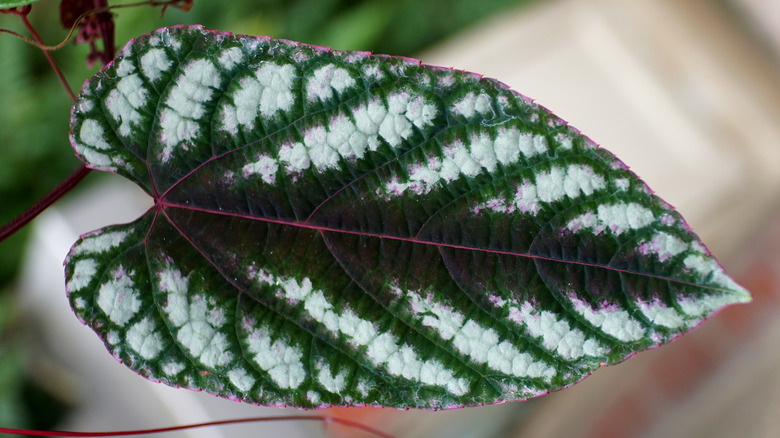 rex begonia vine leaf