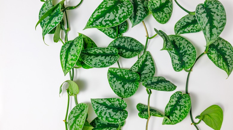 satin pothos vines on wall