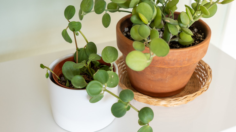 silver dollar vine on shelf