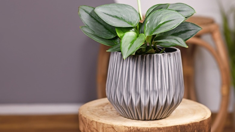 sterling silver plant on stool