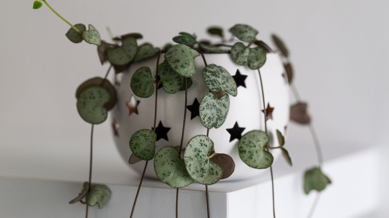 string of hearts in planter