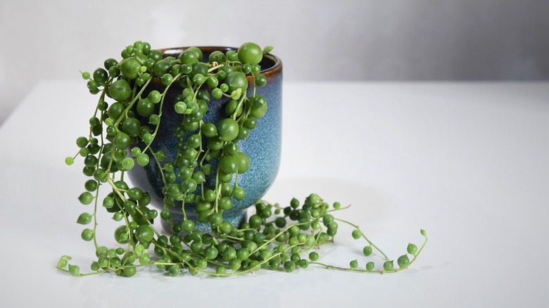 string of pearls blue planter