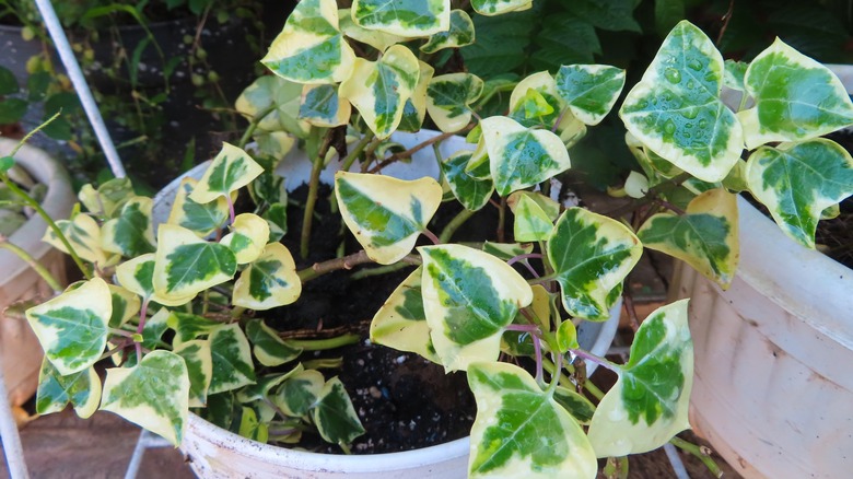 wax ivy in white planter