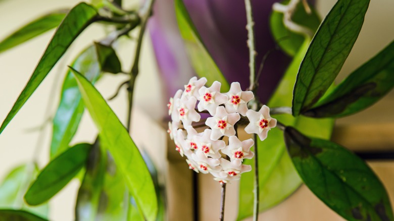 wax plant in pink bloom