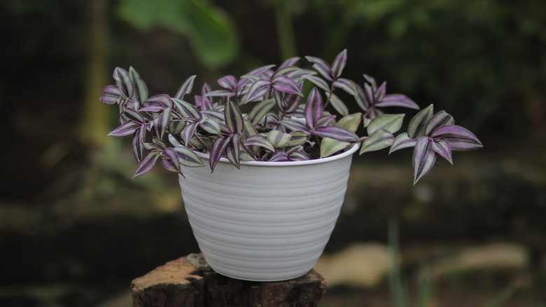 zebra plant in small container