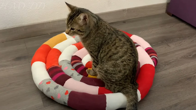 cat seated on sock mat