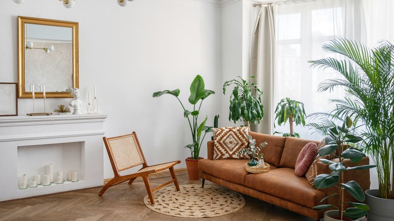 plants in living room