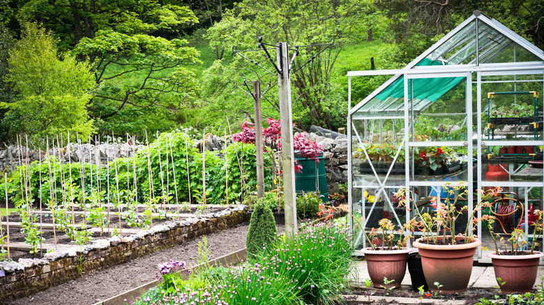 classic greenhouse 