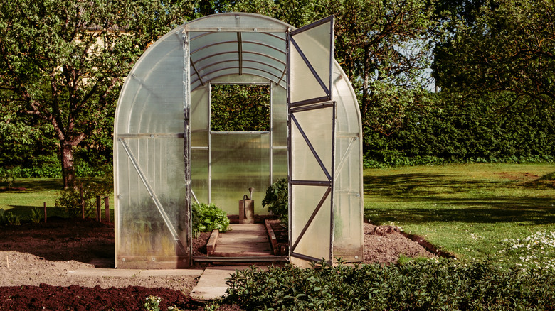transparent greenhouse 