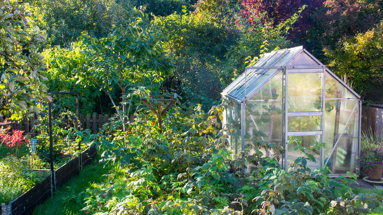 greenhouse in backyard 
