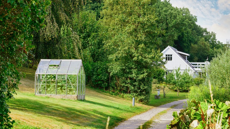 backyard farm with greenhouse 