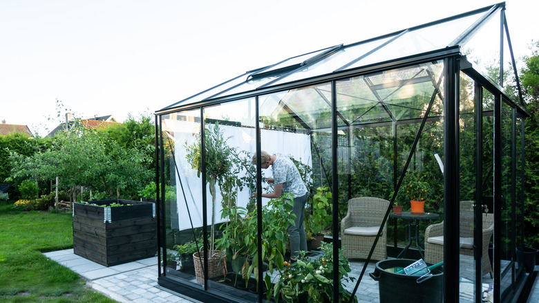 greenhouse in backyard 