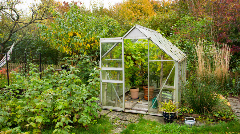 small greenhouse 