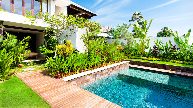 small pool with plants