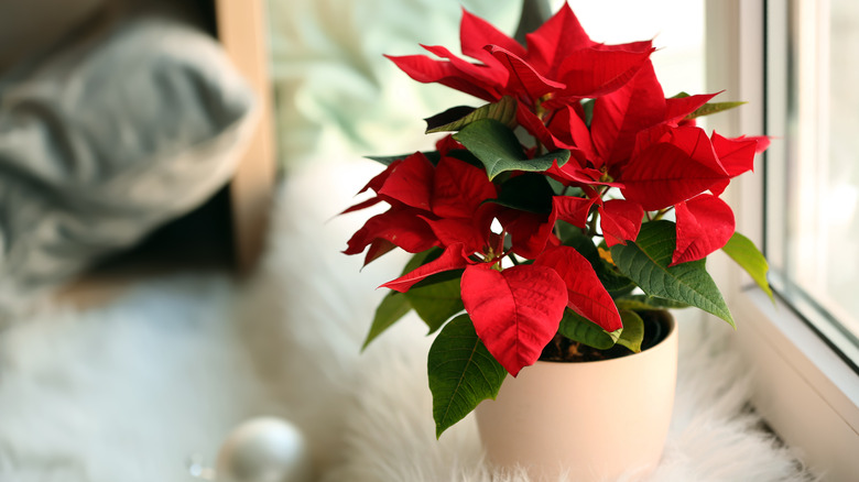 red and green poinsettia plant