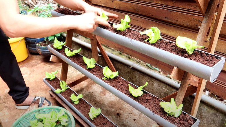 pvc pipes with lettuce transplants
