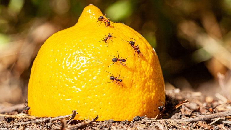 ants on a lemon