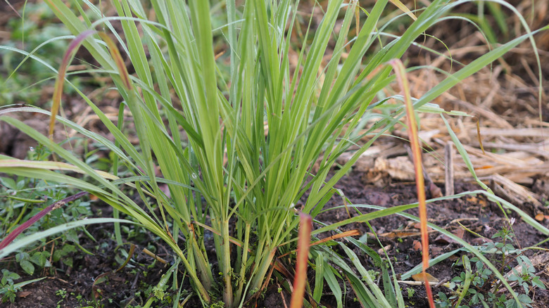 lemon grass tree