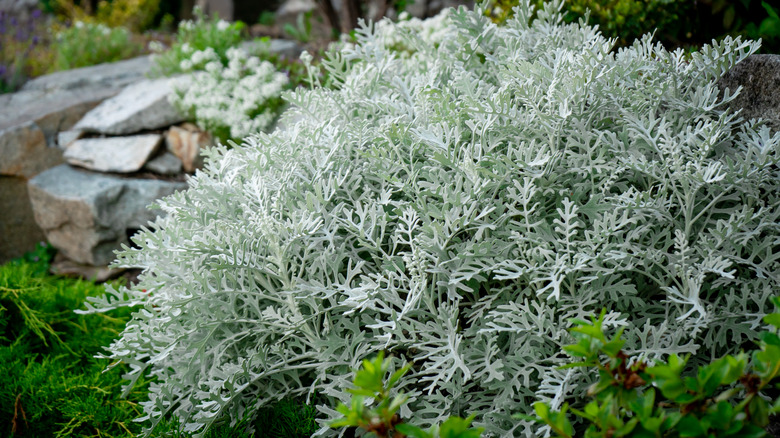 dusty miller in a landscape