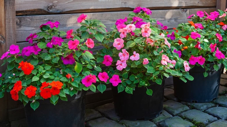 shades of pink impatiens planters
