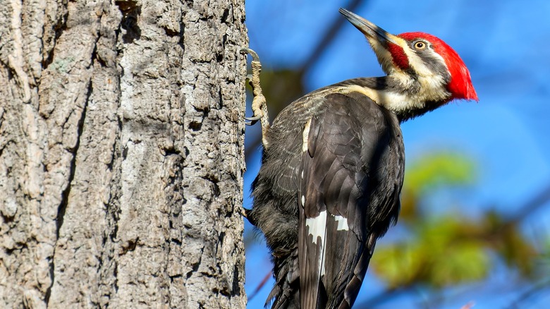 Woodpecker in tree