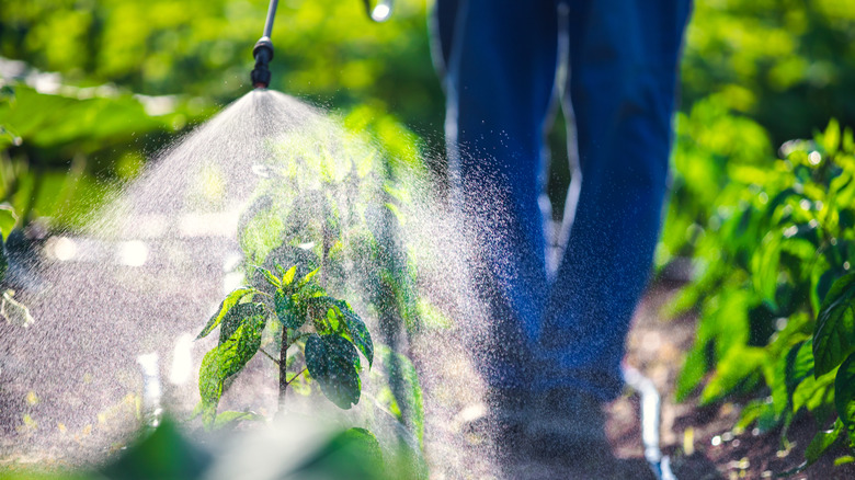 Person spraying insecticides