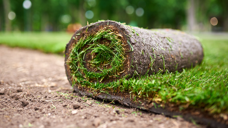 roll of cut sod