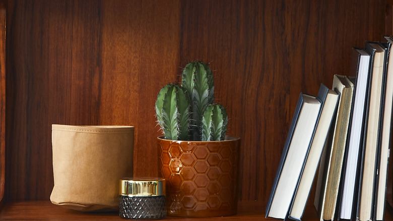 Books, cactus, and jars