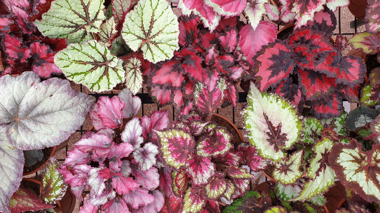 different types of rex begonias